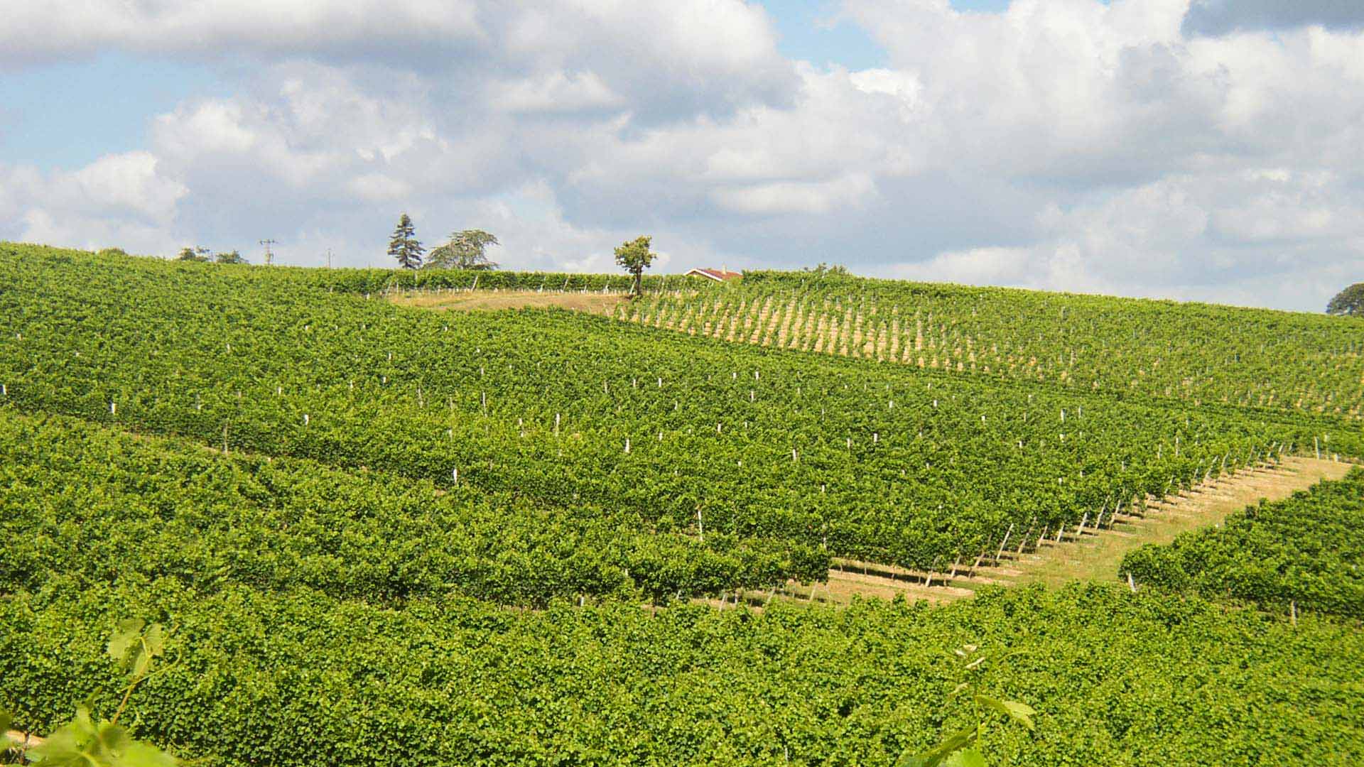 Vignobles Jean Queyrens et Fils — photo 3