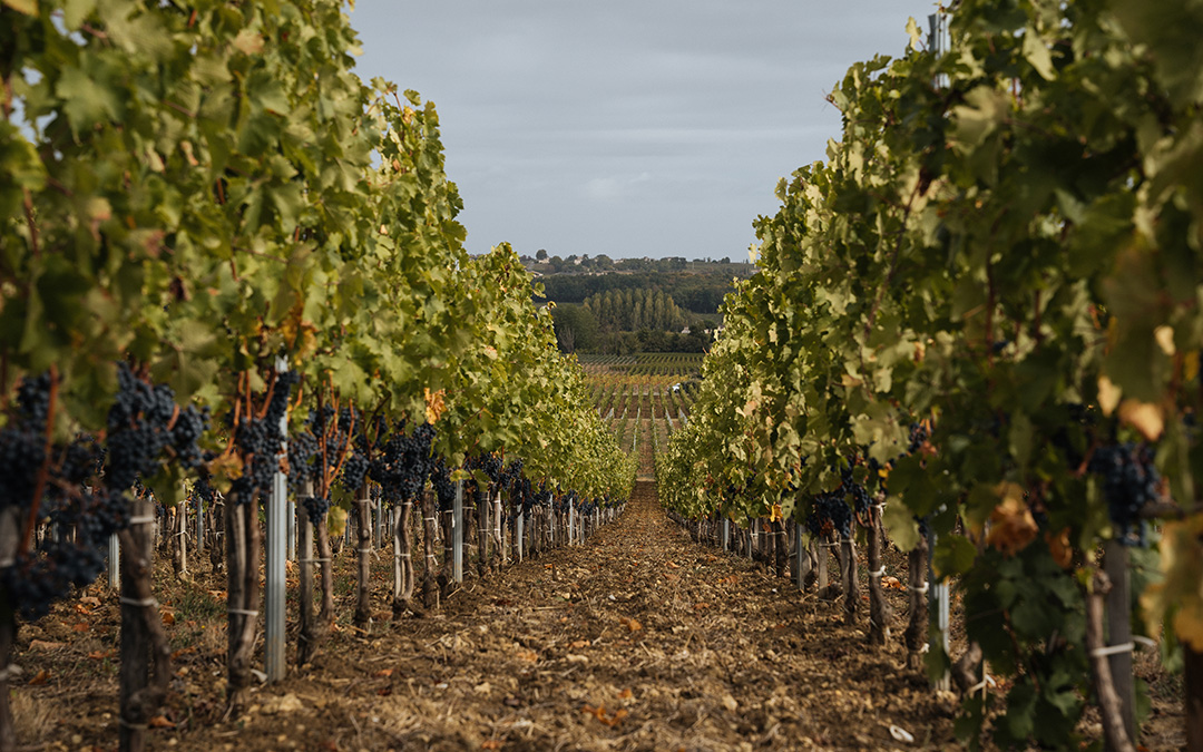 Terroir - Château Badette