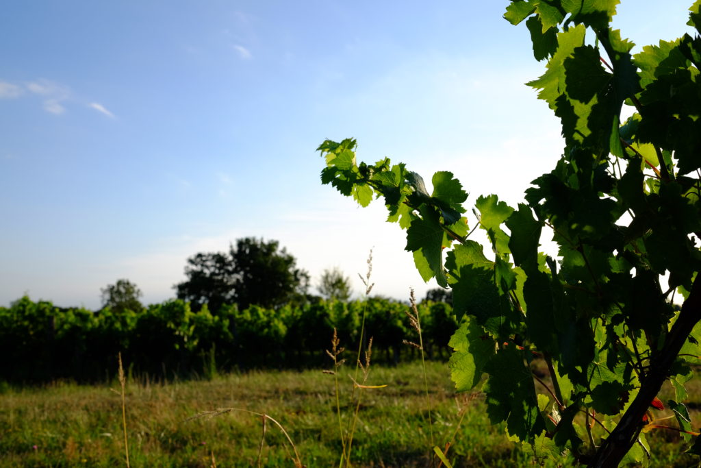 Haut Tellas Vignoble en agriculture biologique