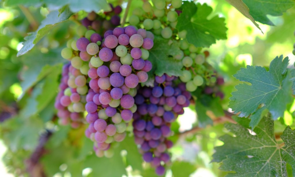Vigne du Haut-Tellas en Cotes de Brodeaux