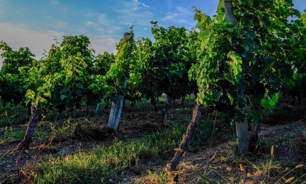 Vignoble du Haut Tellas en Cotes de Bordeaux