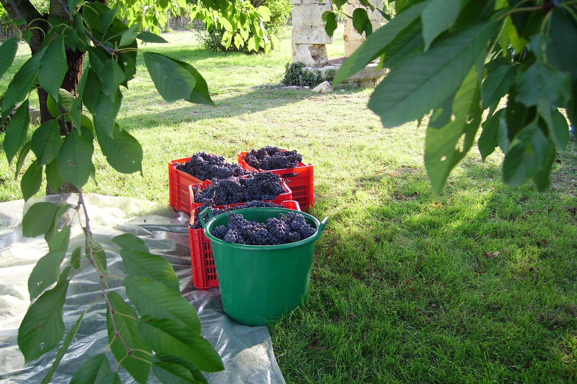 Château la Croix Bertineau — photo 4