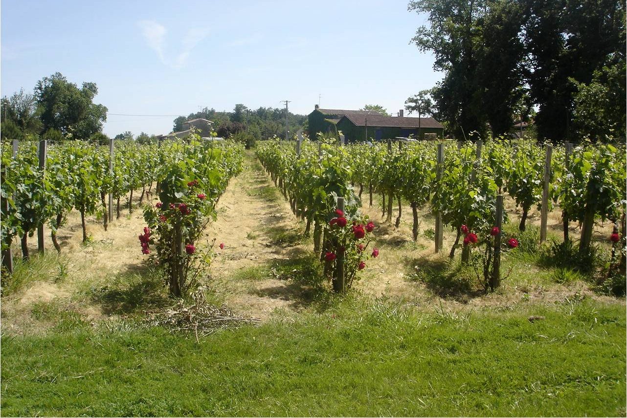 Château la Croix Bertineau — photo 3