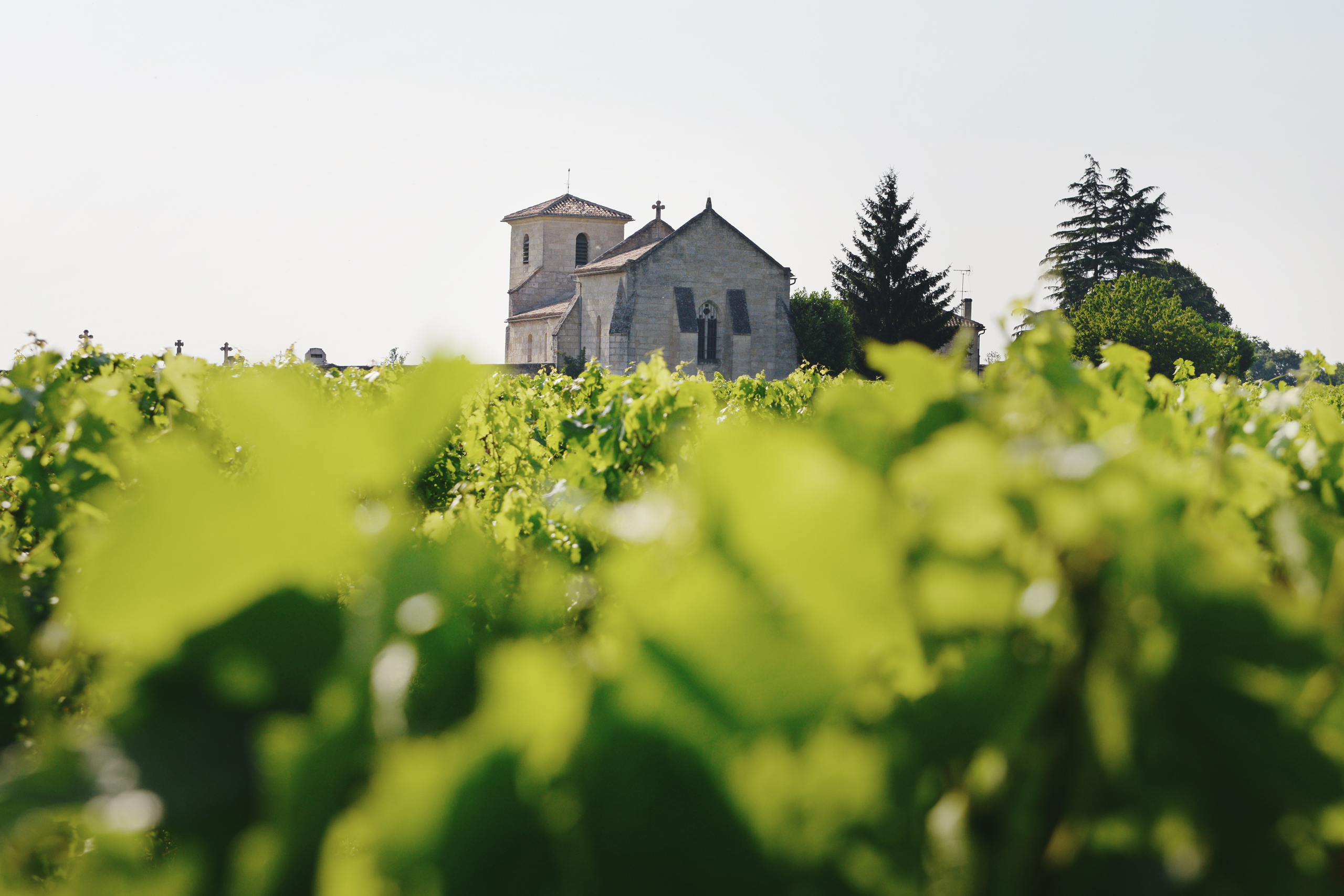 Château surplombant les vignes