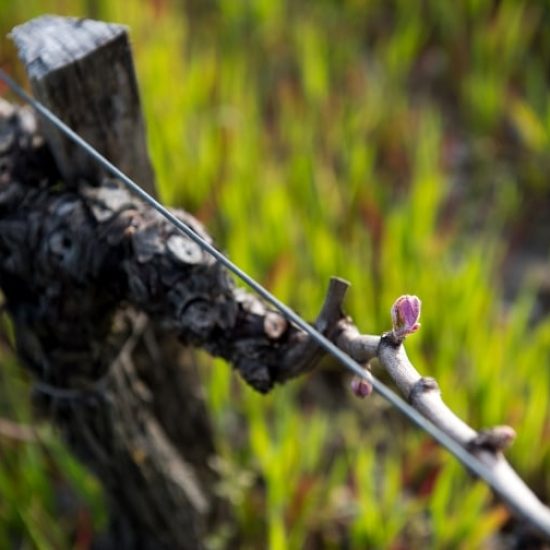 page-vin-conduite-vignoble-1
