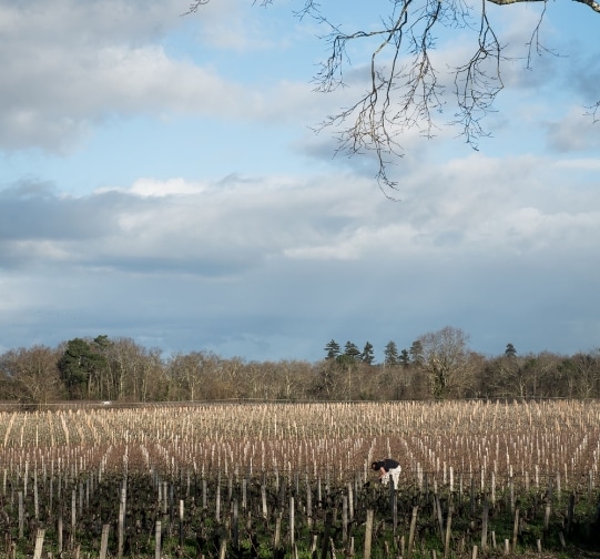 Château de Camensac — photo 3