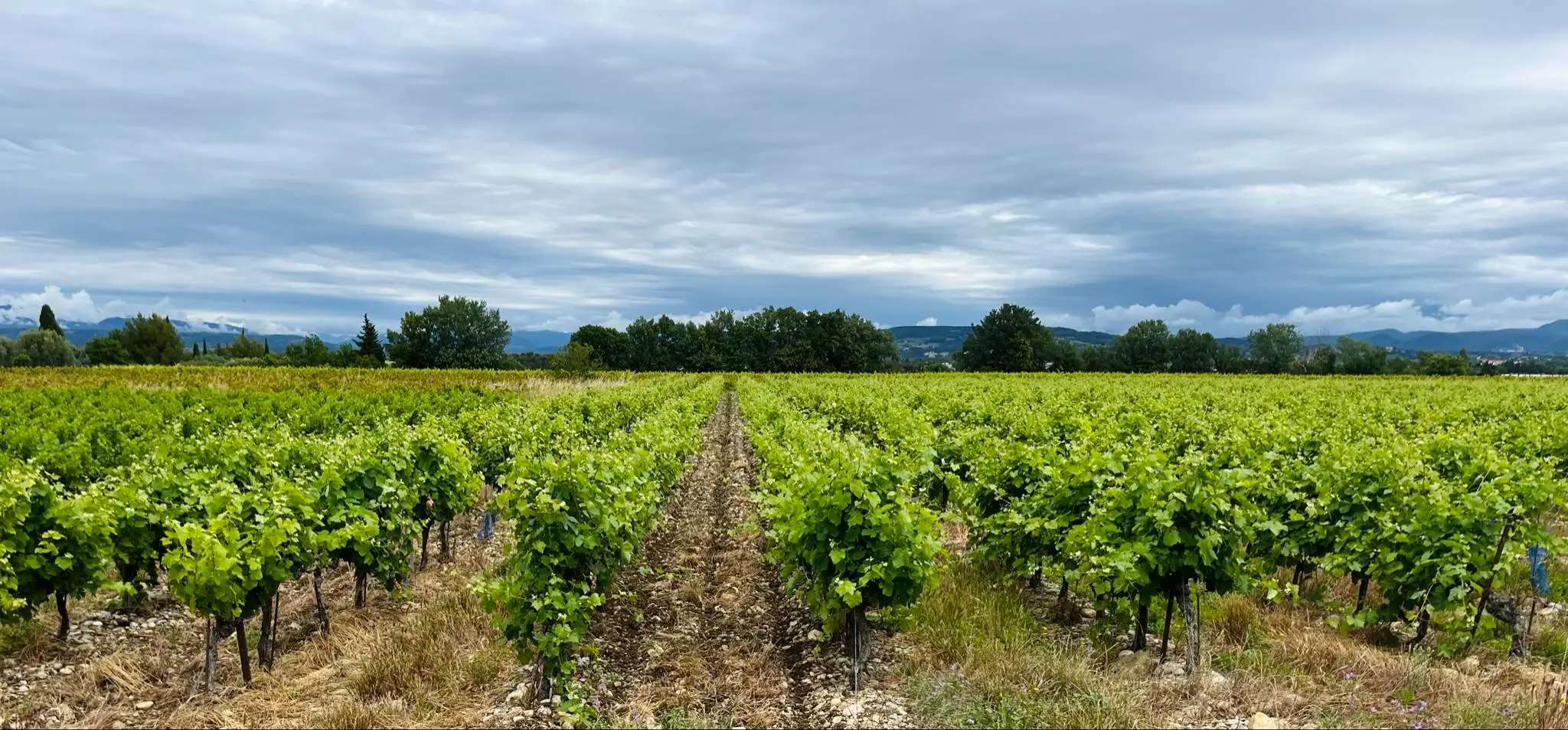Vente de vin à Puisseguin – Saint-Émilion : Château de Roques, domaine viticole et lieu de réception.