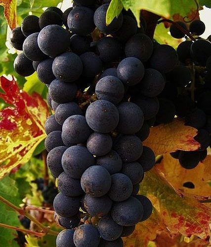 vigne Galineau propriétaire récoltant bordeaux supérieur rouge