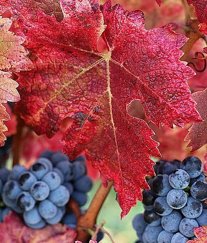 feuille-vigne-domaine-galineau-bordeaux-superieur