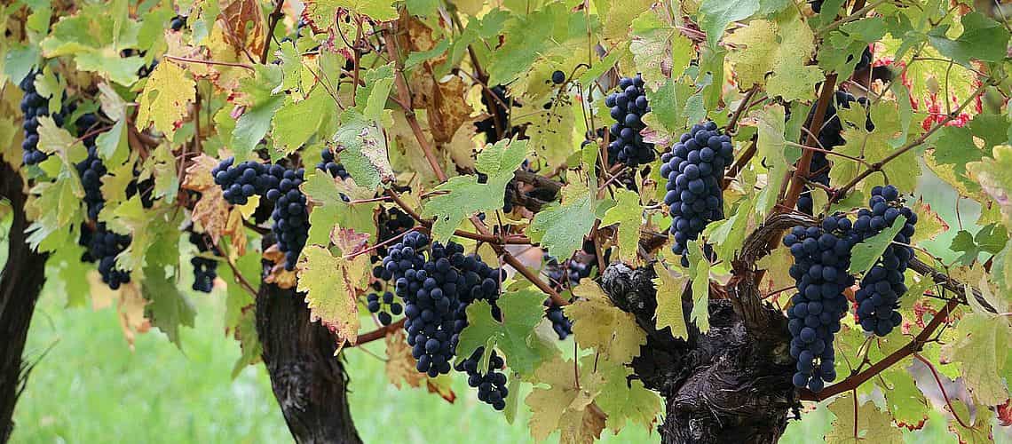 Domaine Galineau : des vignerons de père en fils depuis 1870