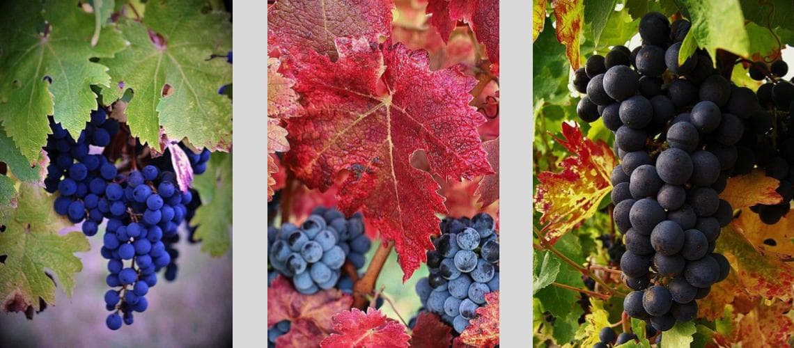 Propriétaire Récoltant Vin de Bordeaux Supérieur à Pellegrue