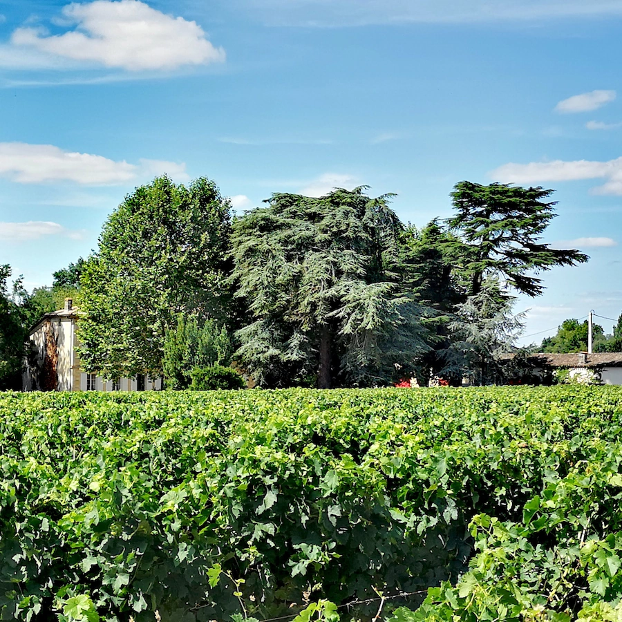 Château Cantelaube — photo 11