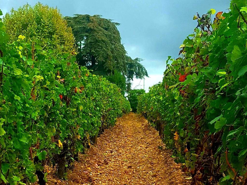 Château Cantelaube — photo 10