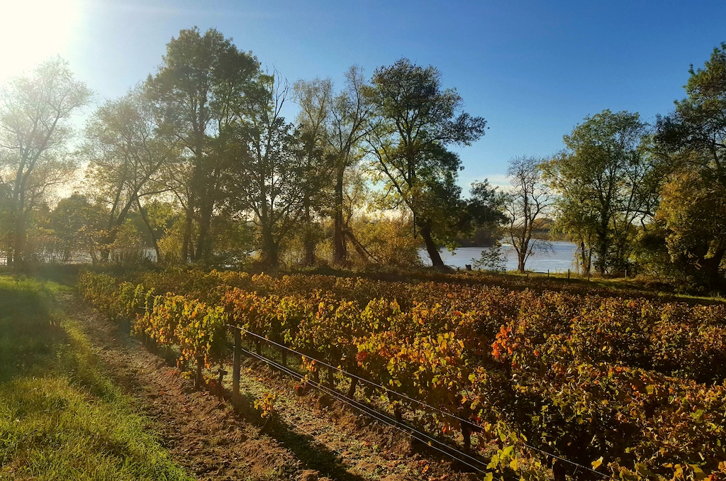 vue sur les vignes du domaine Château Cantelaube donnant sur la Dordogne