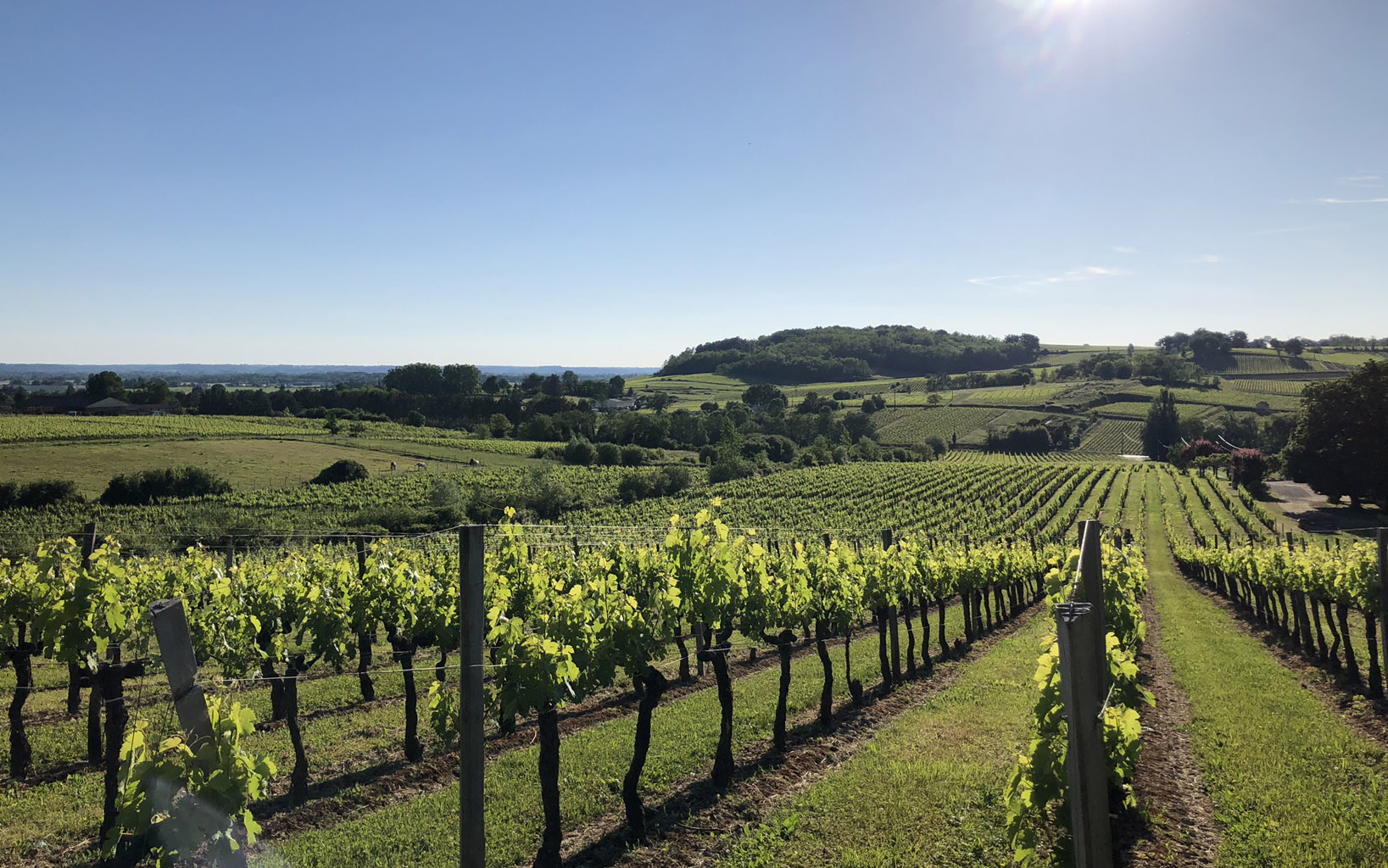 vignobles chateau blanzac castillon cotes de bordeaux