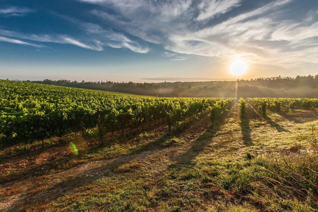 Château Bouchereau - Saint-Émilion Grand Cru