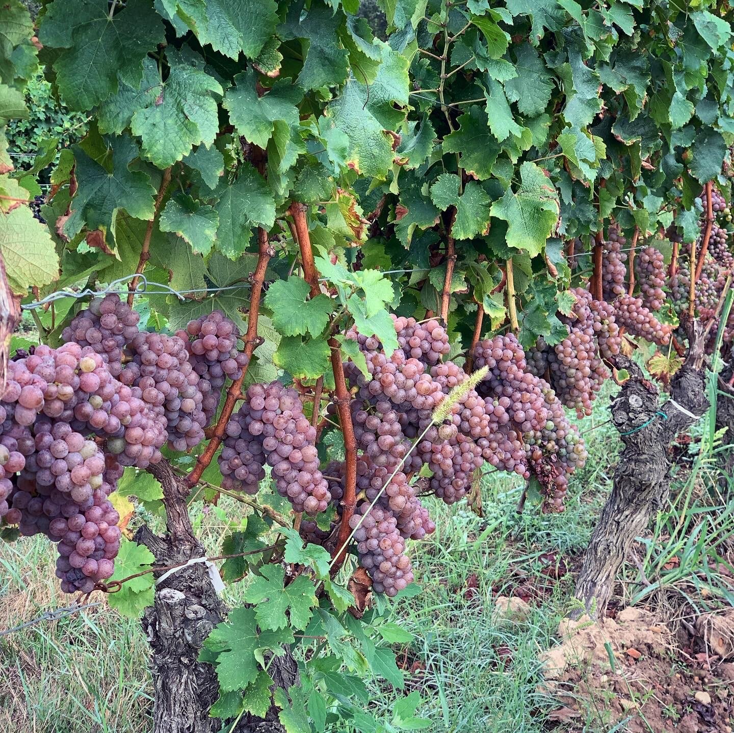 Sauvignon Gris