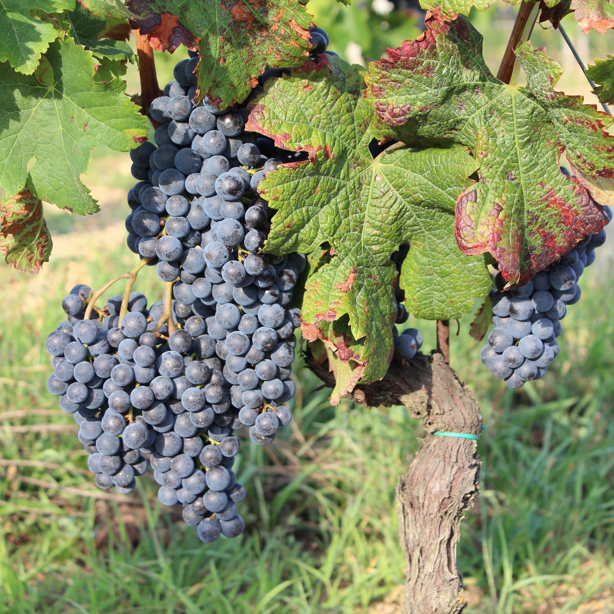 Merlot