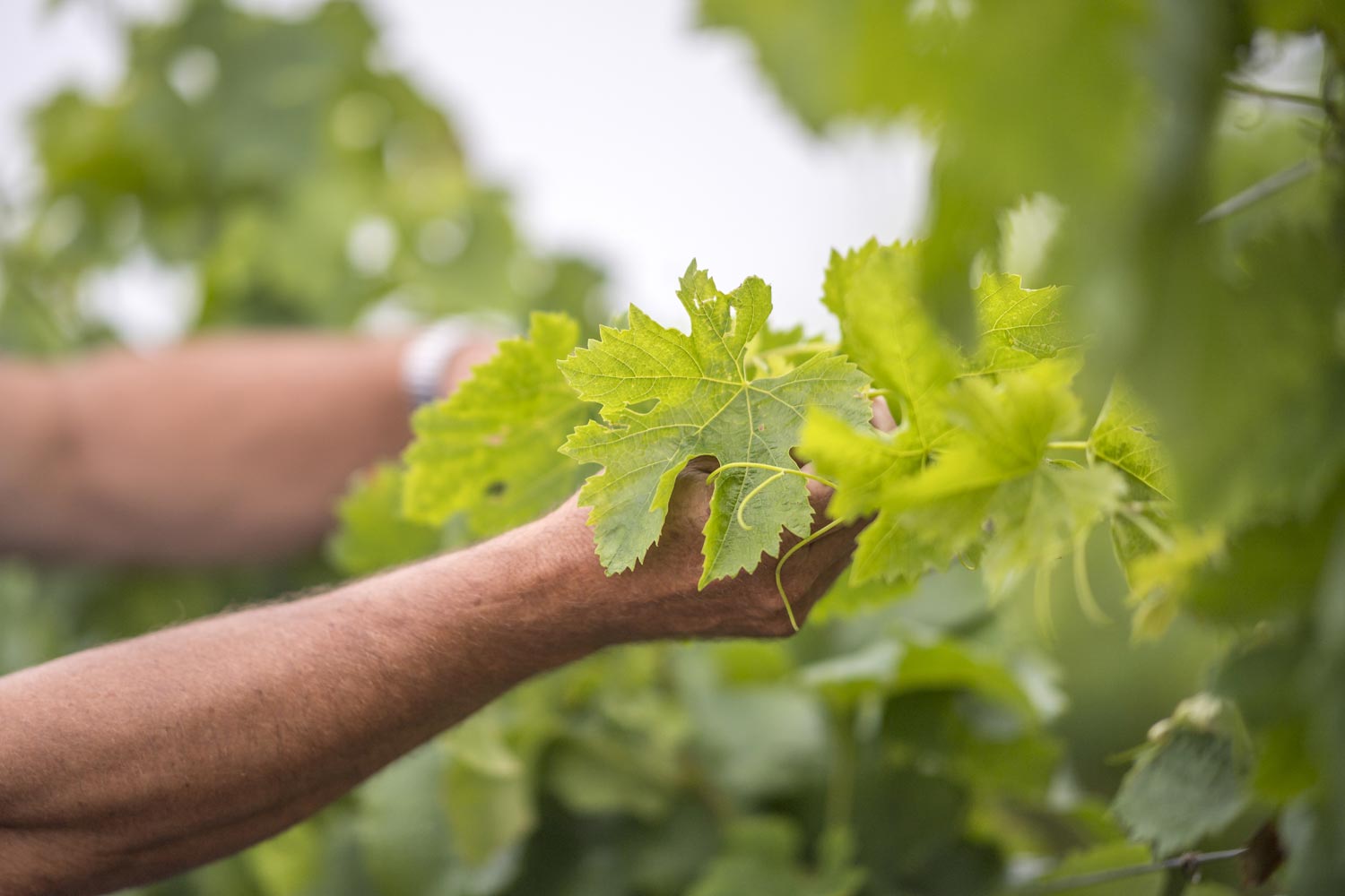 Visiter le domaine Vignobles JP Garde, domaine du Grand Ormeau