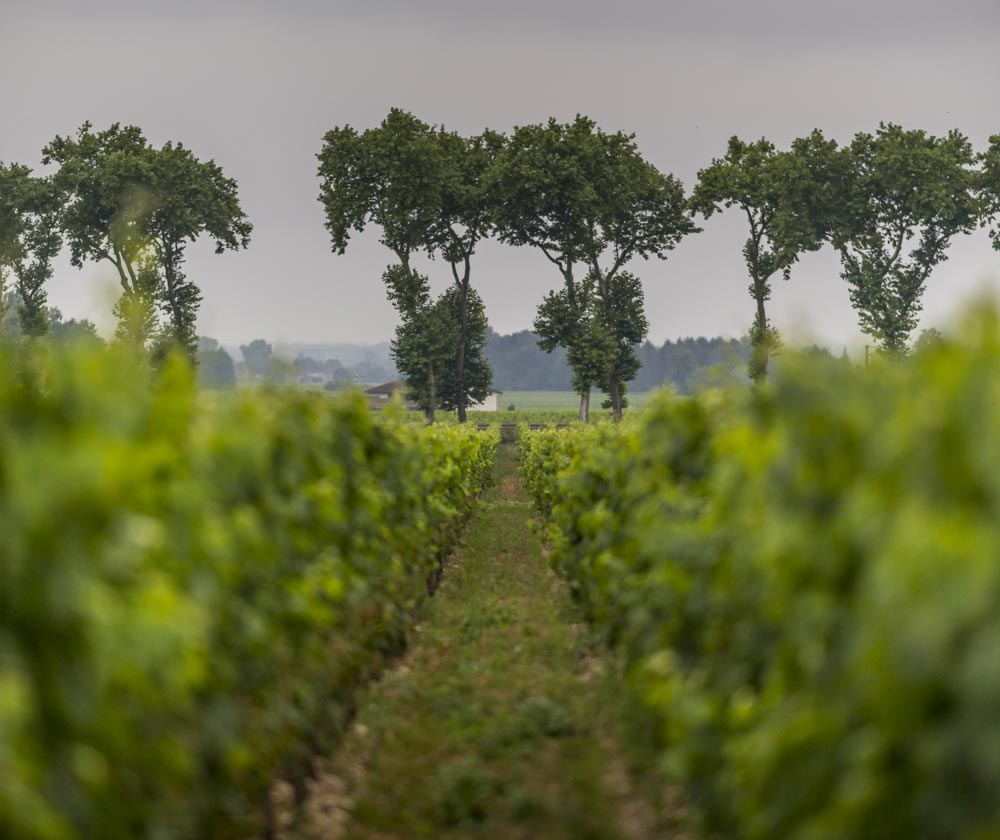 Nos actualités Vignobles JP Garde, domaine du Grand Ormeau