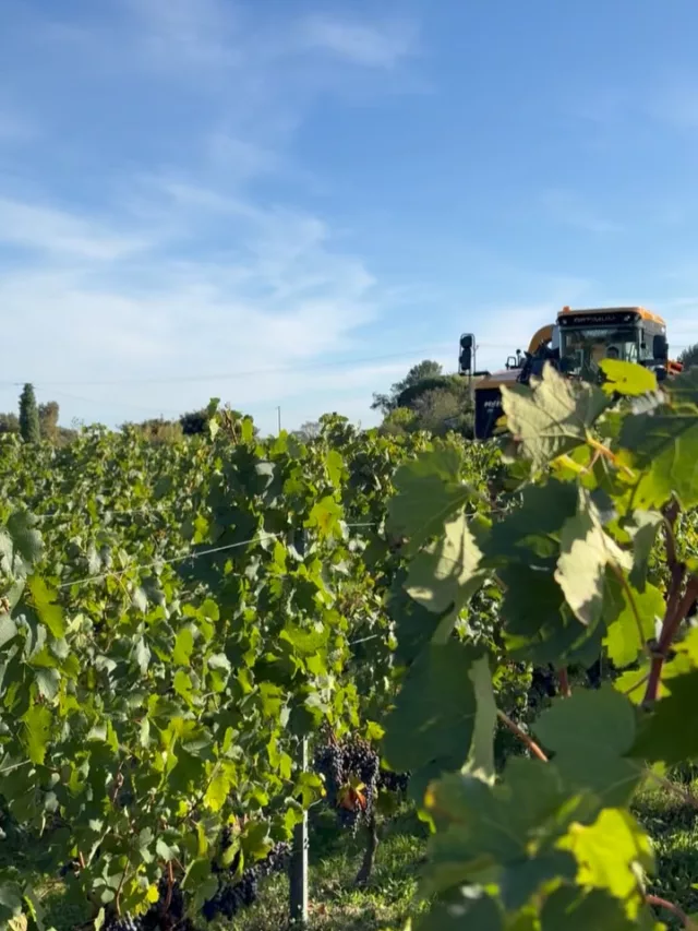 Les vendanges, l’instant où le terroir révèle toute son âme au Château de Saint-Pey.  Harvest time, the moment when the terroir reveals its true soul at Château de Saint-Pey.  #vendanges #châteaudesaintpey #saintemilion #saintemiliongrandcru #harvest #vindebordeaux