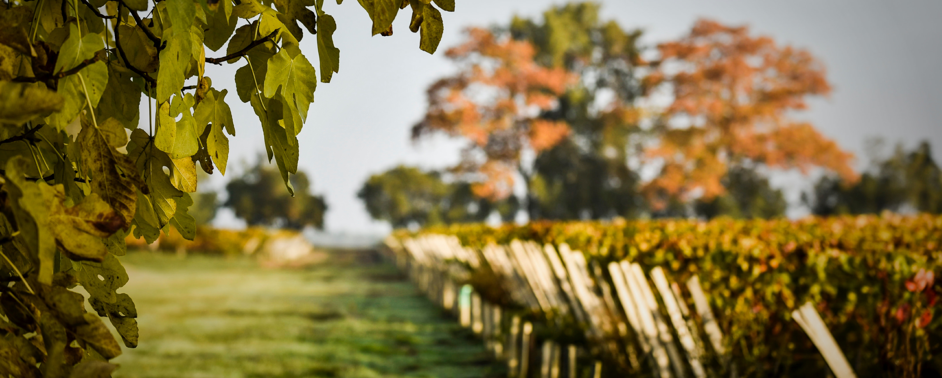 Château Haut Brisey - Médoc