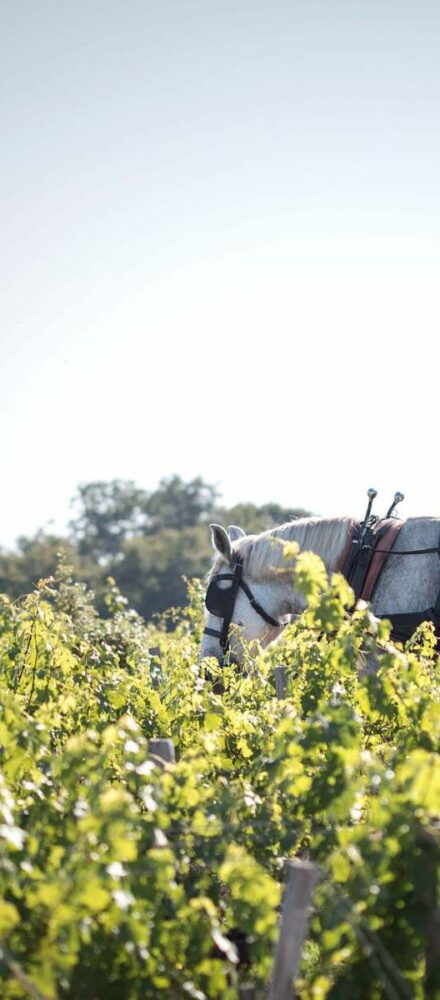Château Pontet-Canet — photo 7