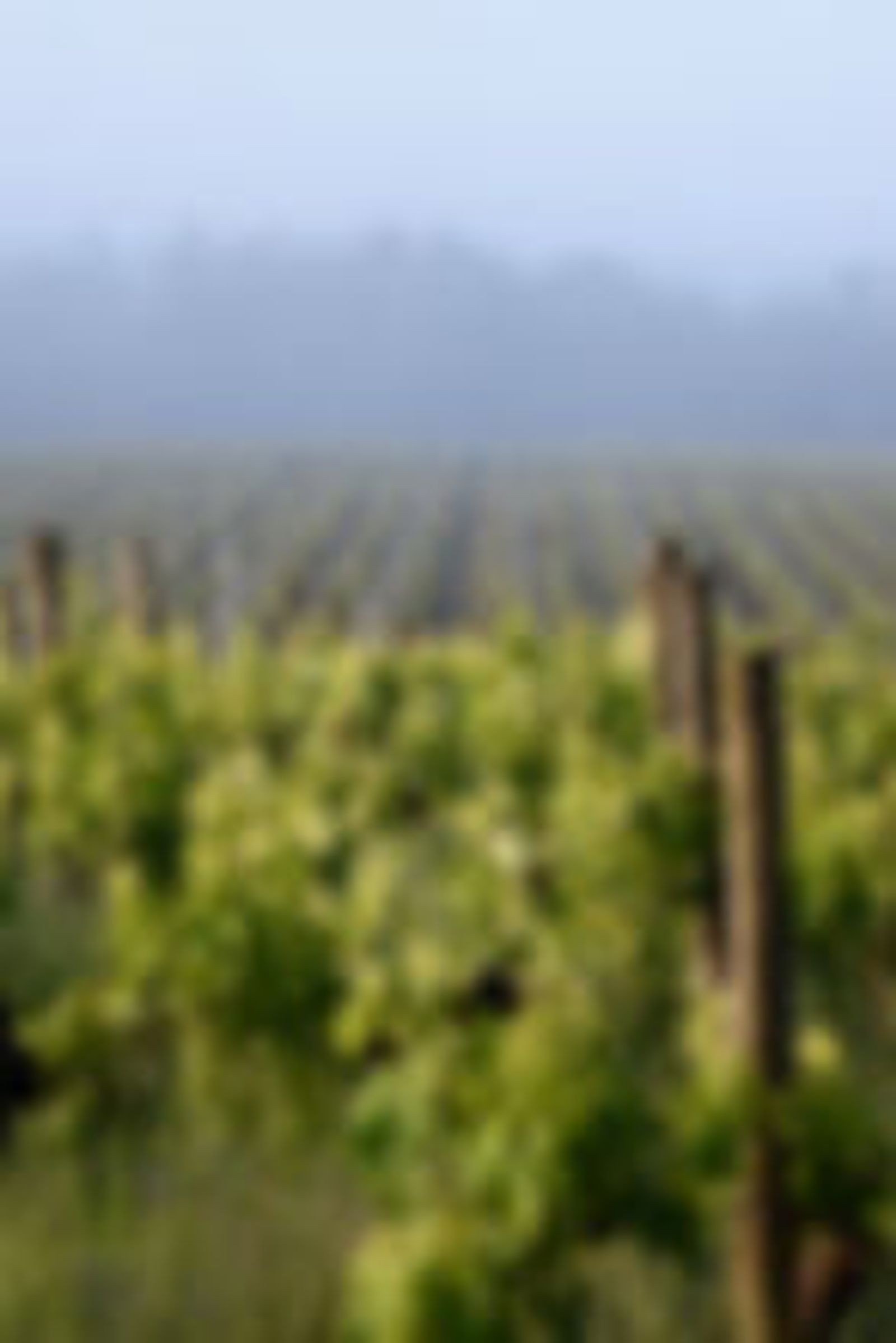 PHOTO SPRING - 63.jpg