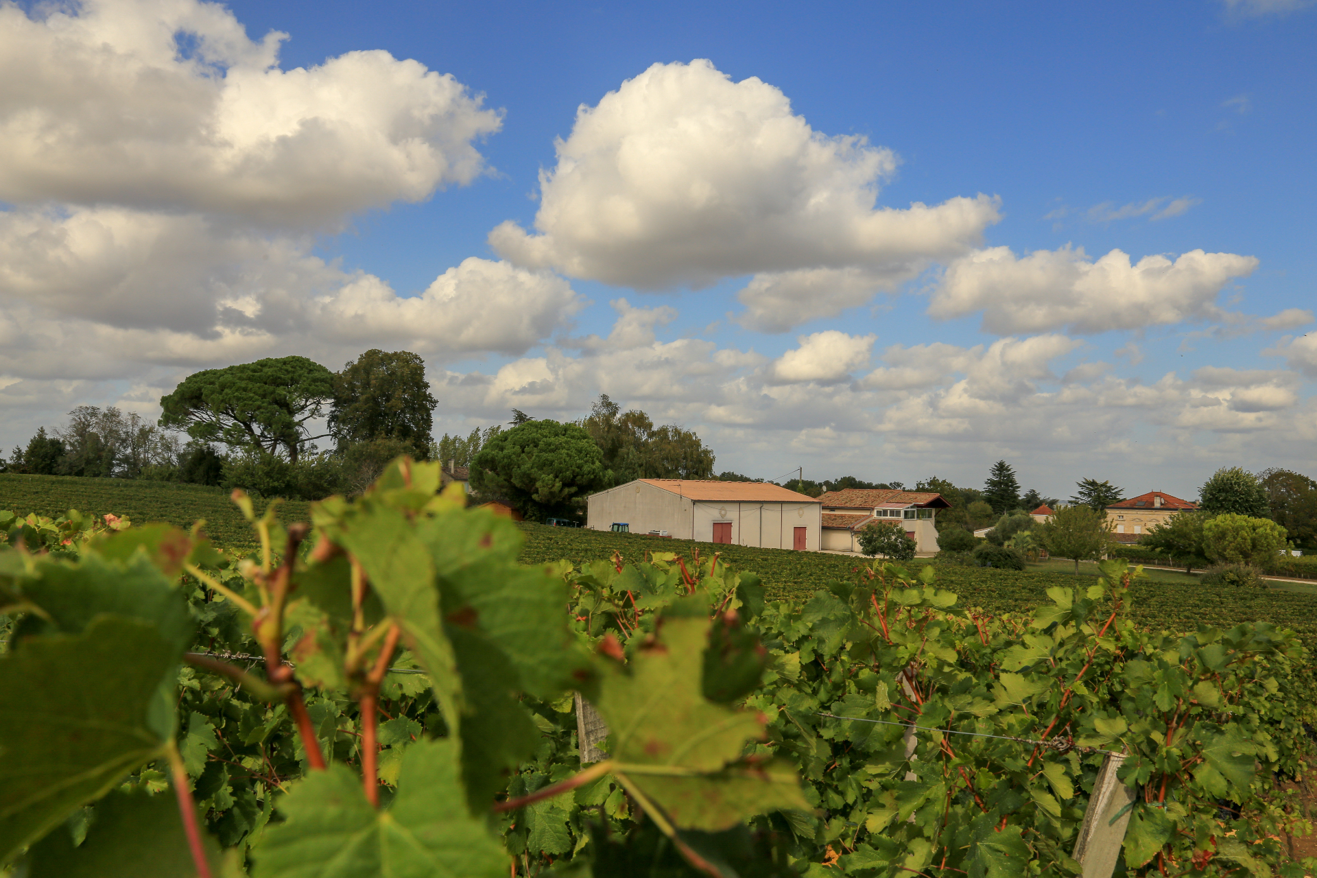 Château Mongiron 3