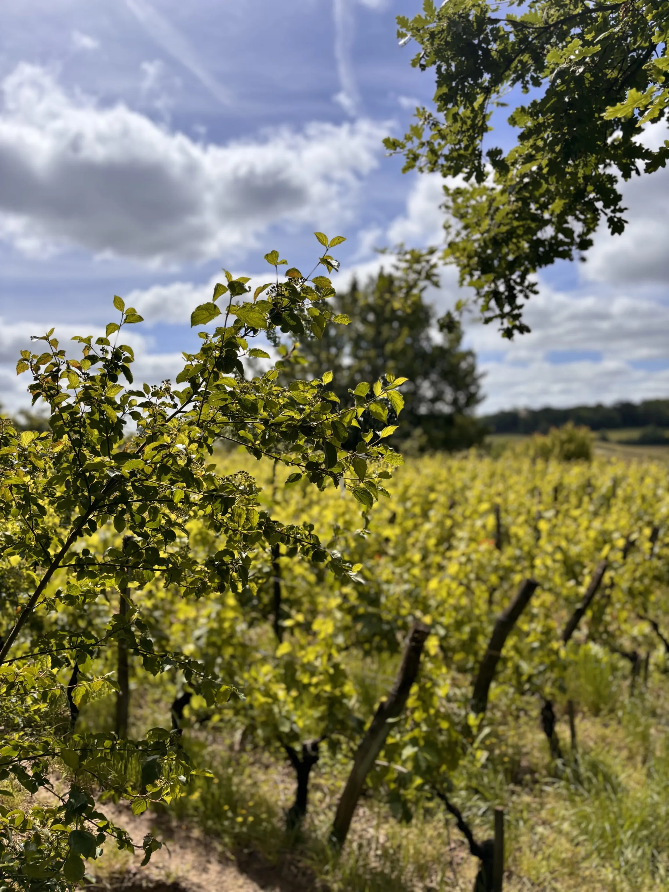 Château Haut-Clarise
