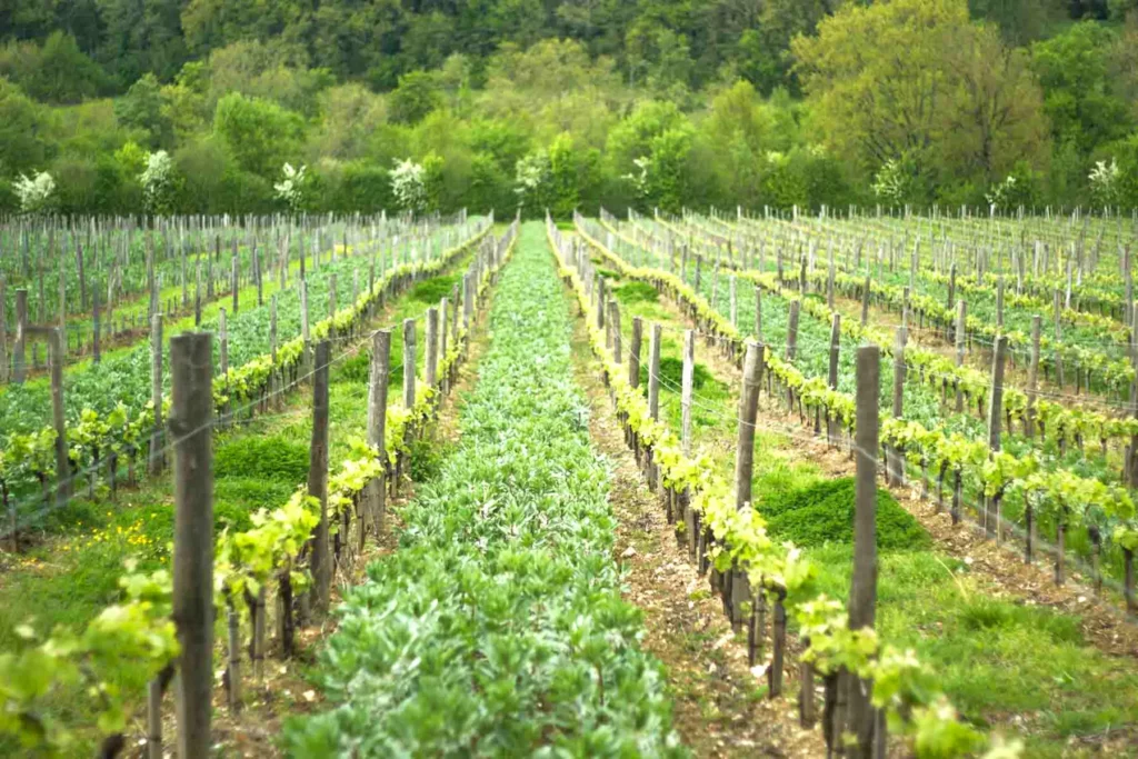 Les vignes du Château des Mangons