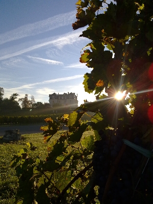 Château Segonzac — photo 2