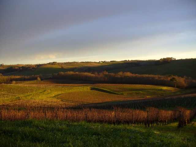 Vignoble Tinon — photo 5
