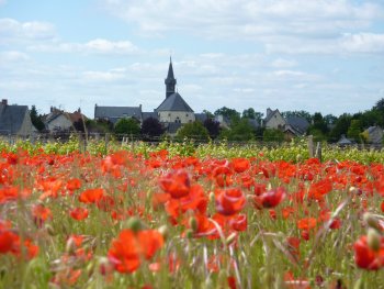 4 ha de vignes certifiées AB en AOC Chinon
