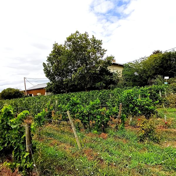 Le château Gombaude-Guillot, pionnier du bio sur l’appellation Pomerol, est désormais la propriété de la compagnie d’assurances Generali France.