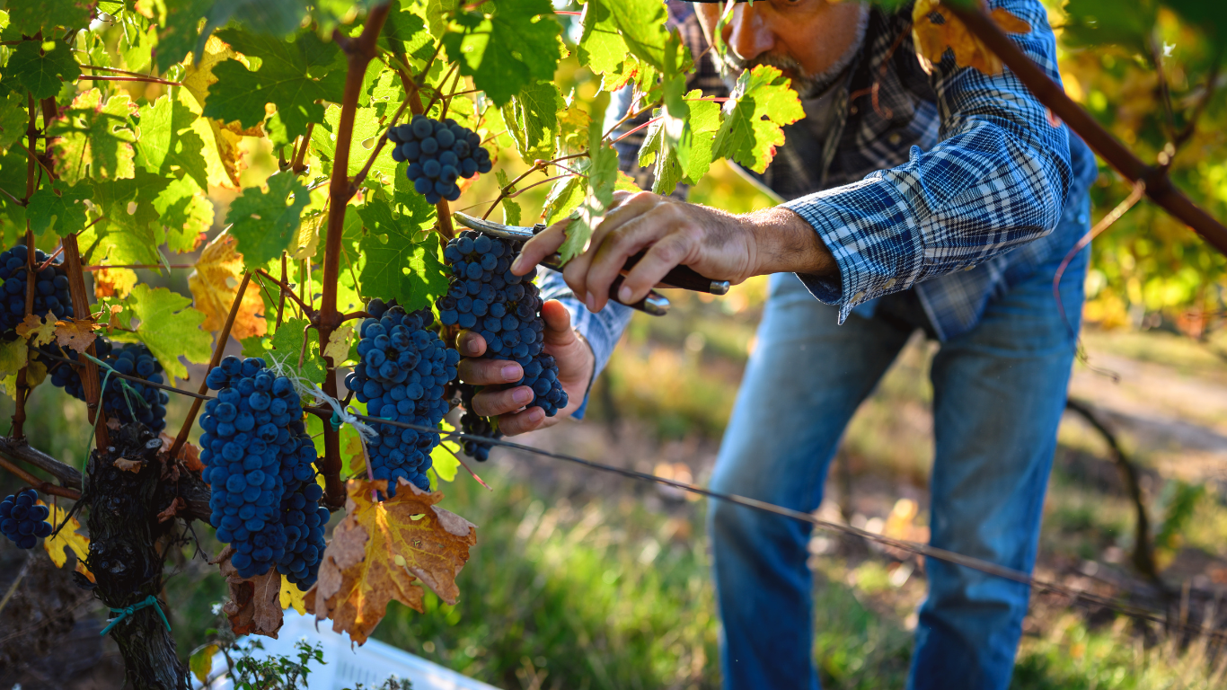 Domaine de la Garenne - Haut-Médoc