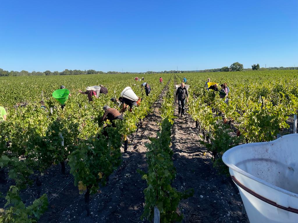 image Vendanges