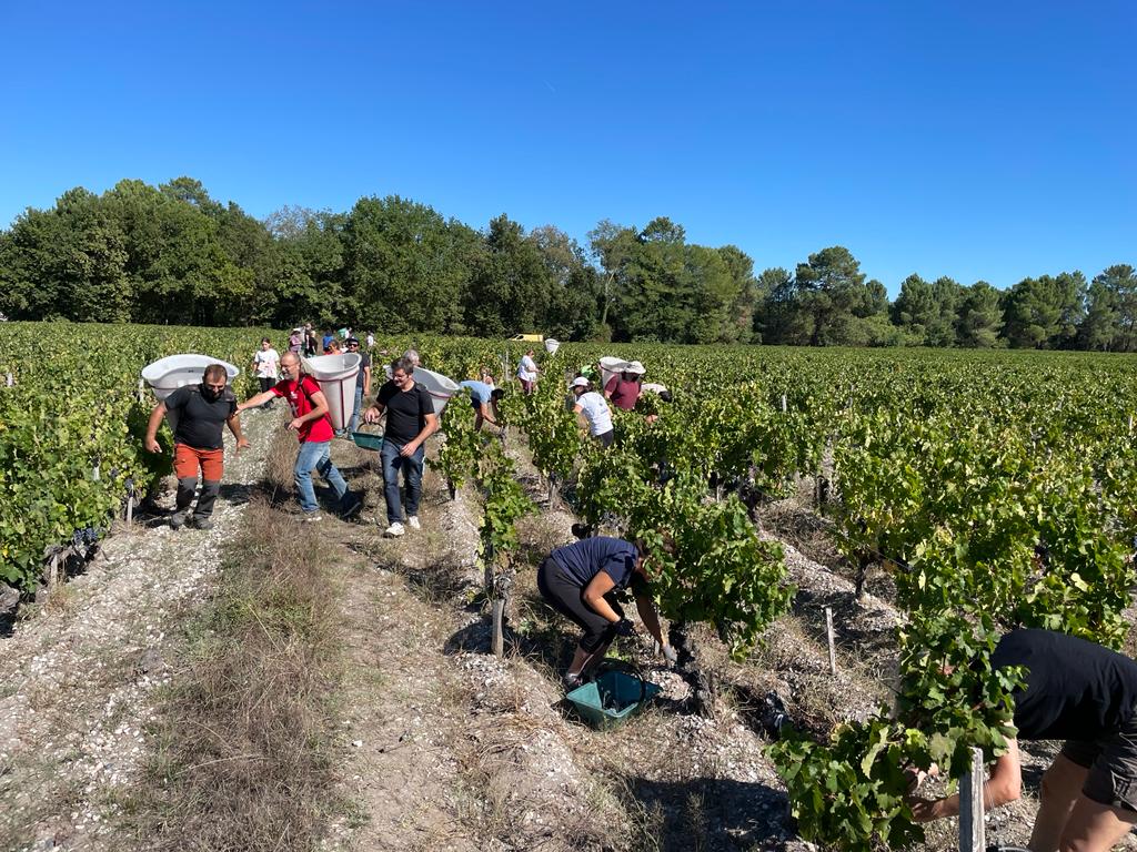 image Vendanges