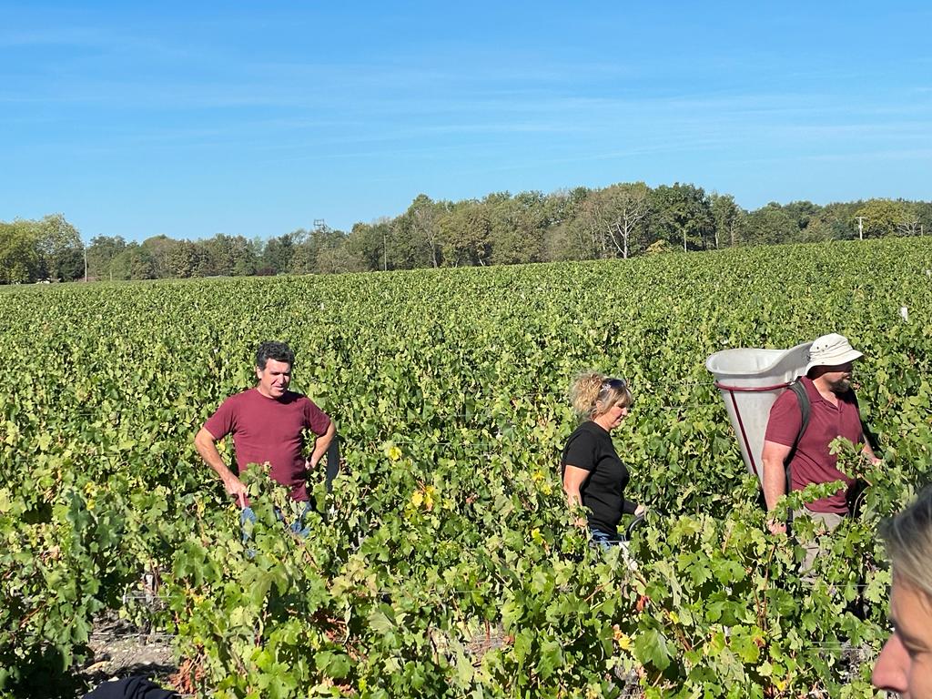 image Vendanges