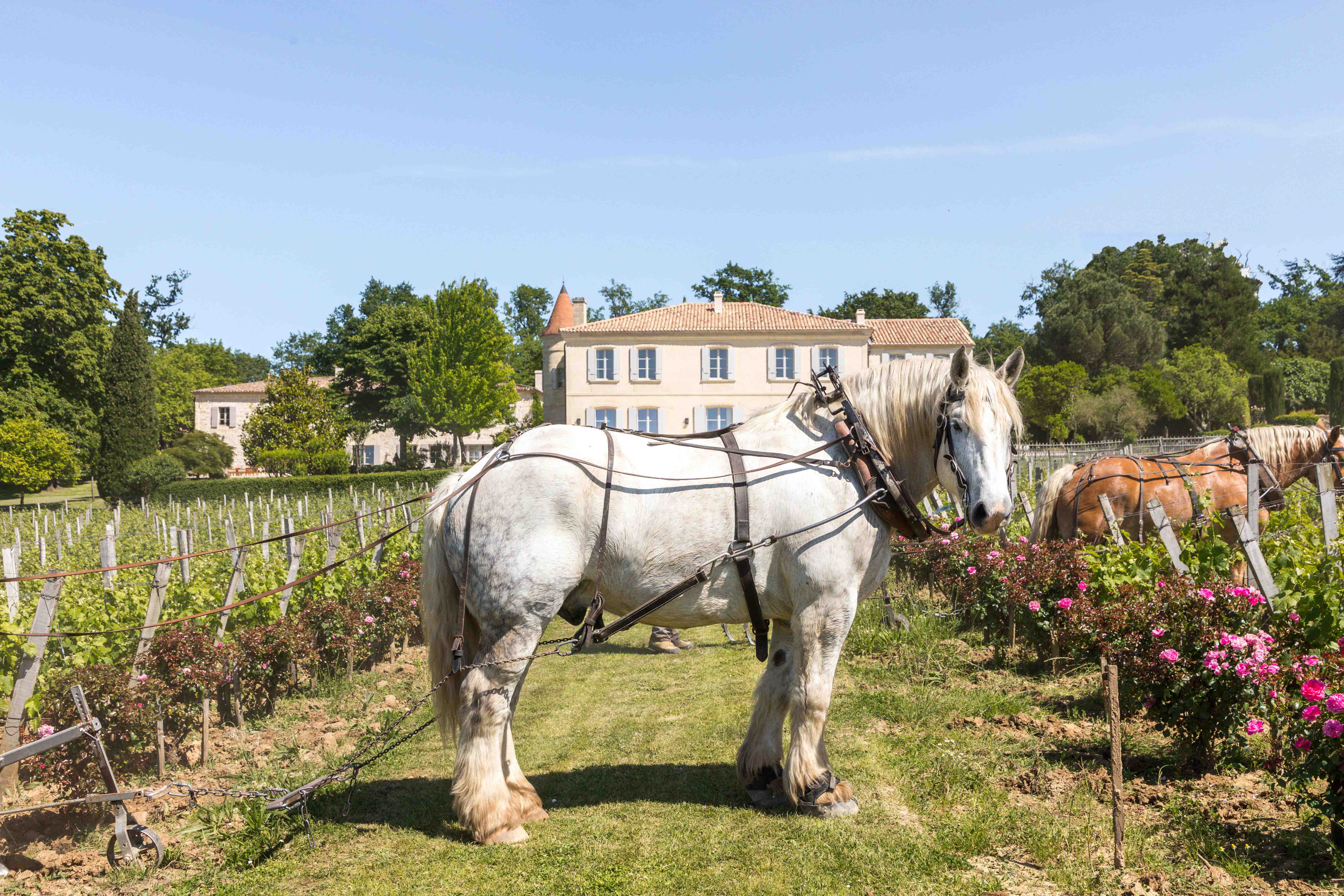 Château Troplong Mondot - Saint-Émilion