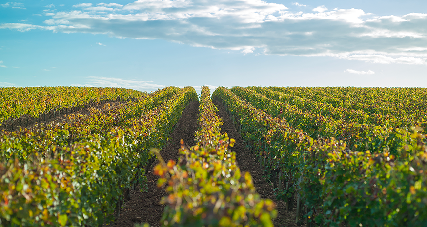 Château Montlandrie - Castillon Côtes de Bordeaux