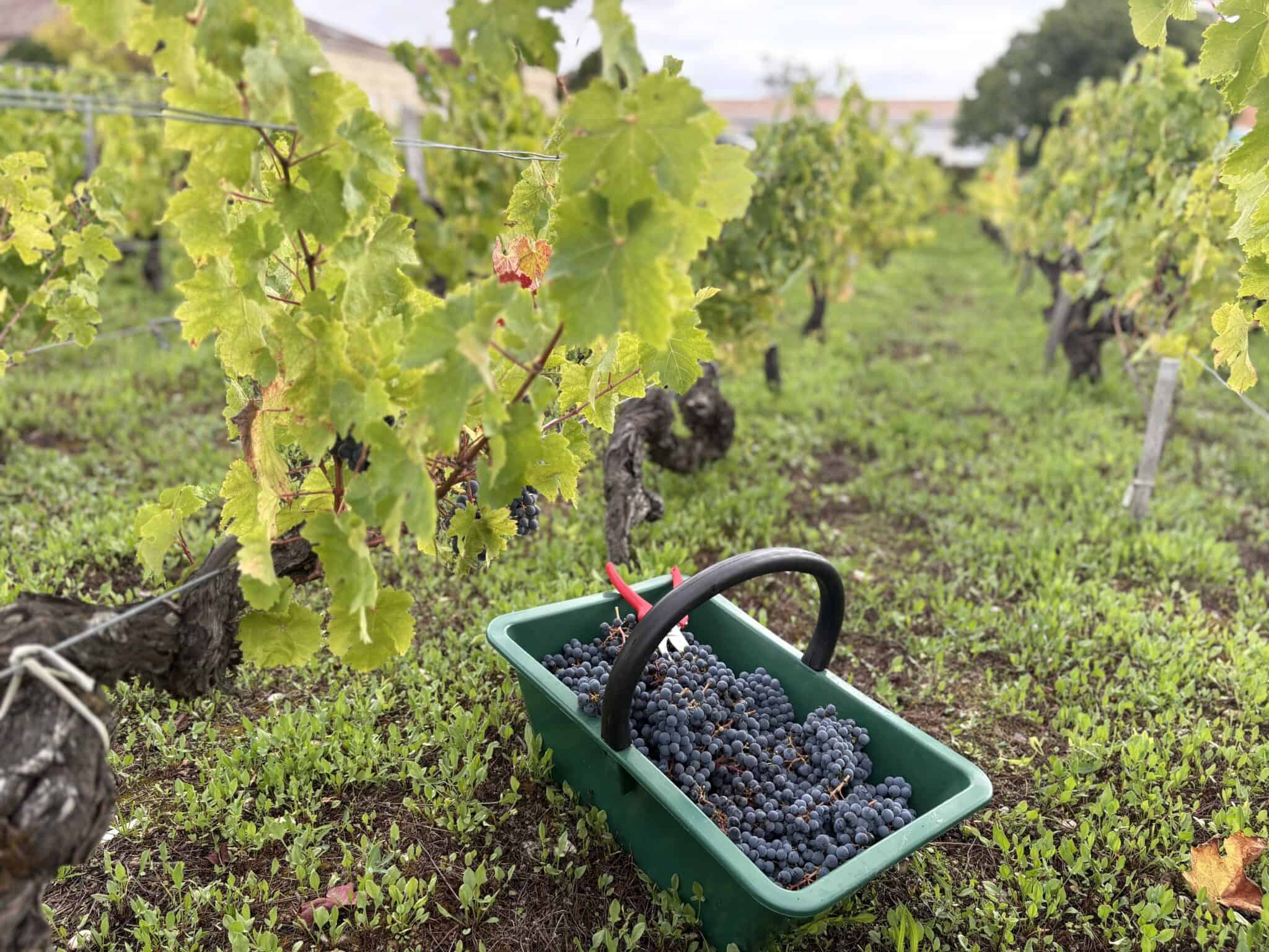 Panier vert rempli de raisins noirs avec sécateur rouge posé au milieu des vignes du Château Papounan