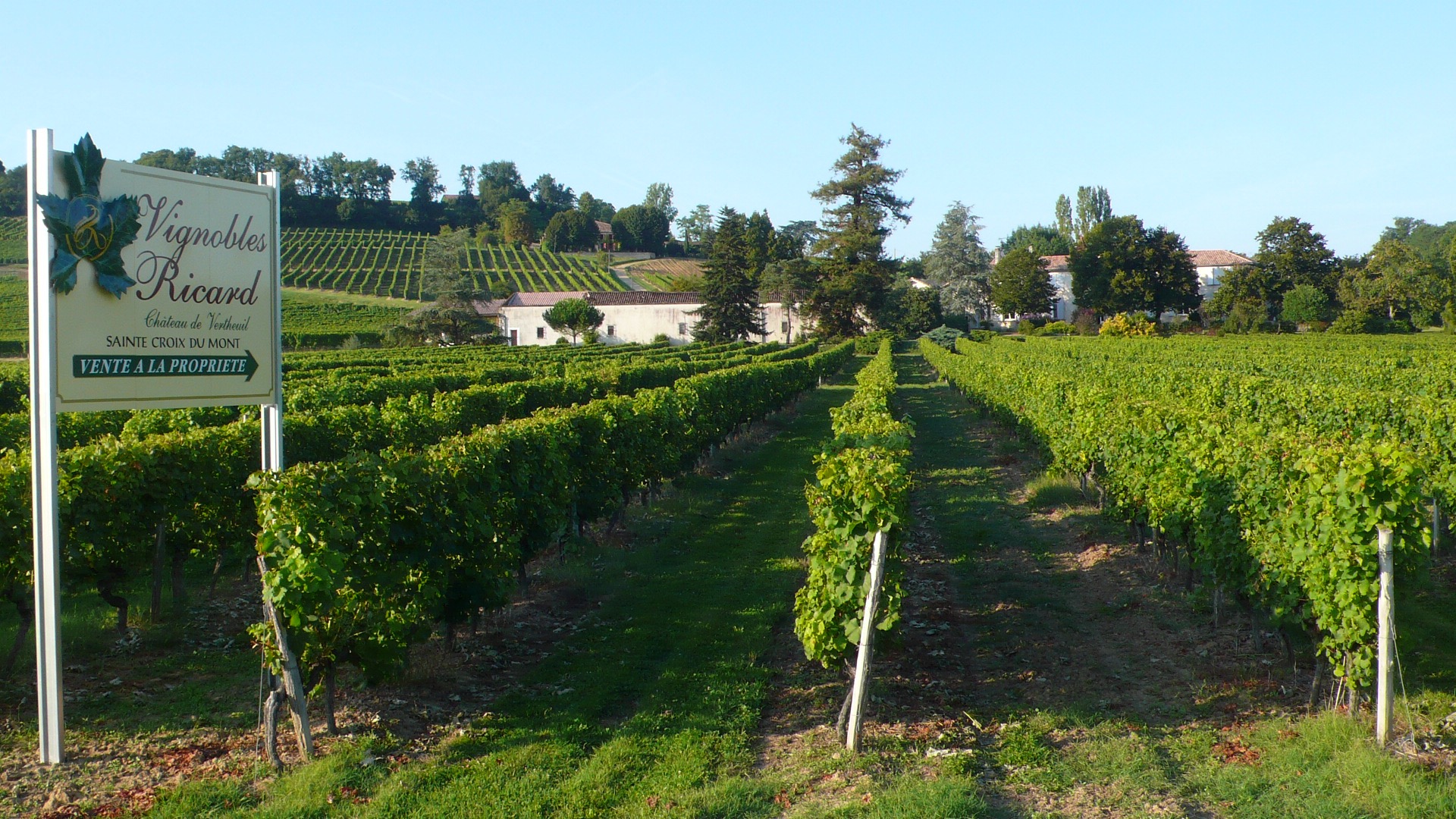 Vignobles Ricard — photo 2