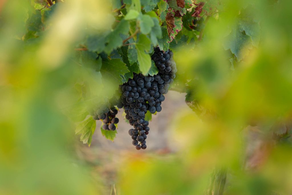 Clos la Rose de Grave — photo 6