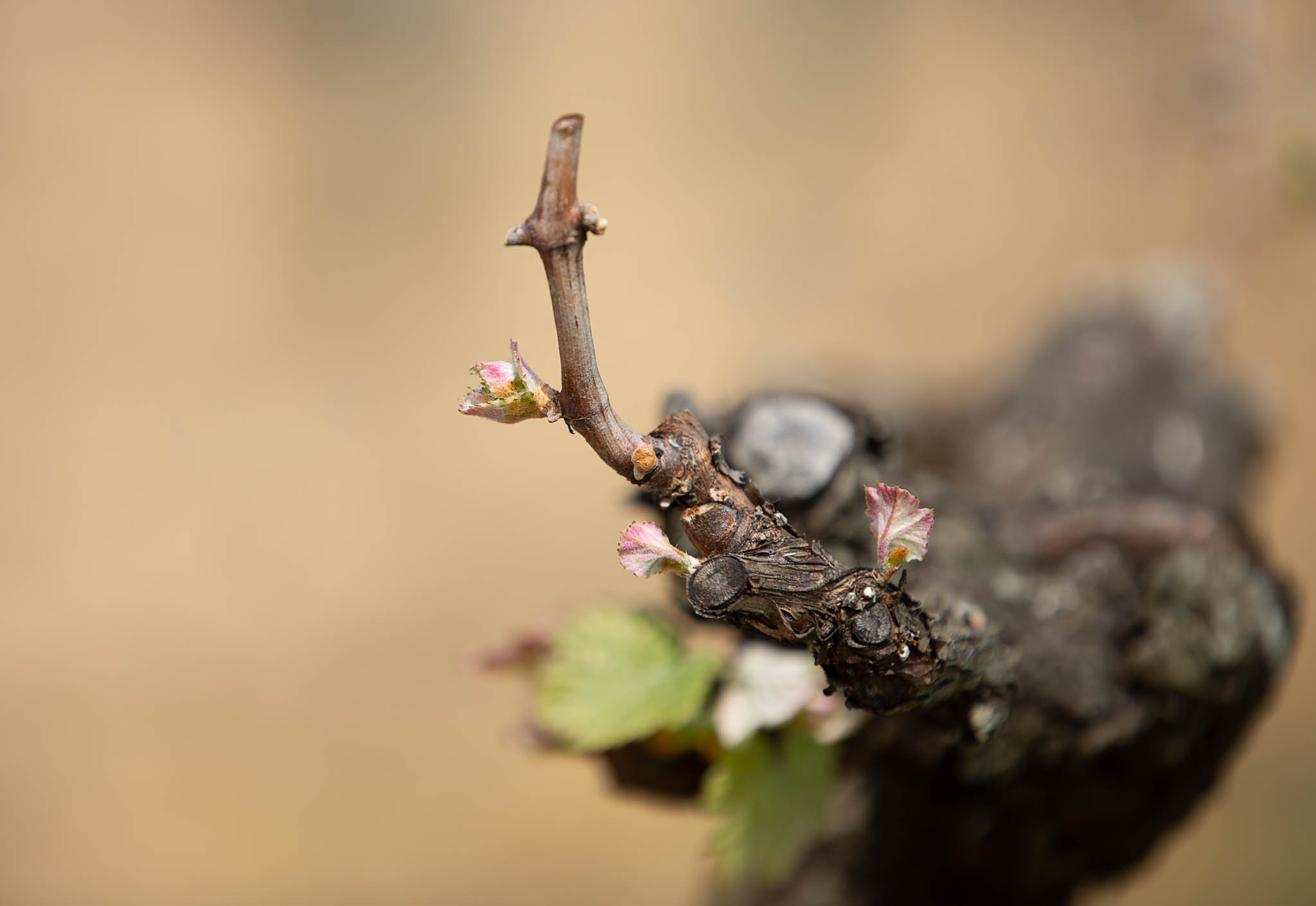 Clos la Rose de Grave — photo 10
