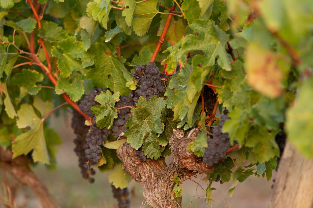Clos la Rose de Grave — photo 11