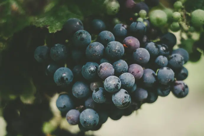Merlot