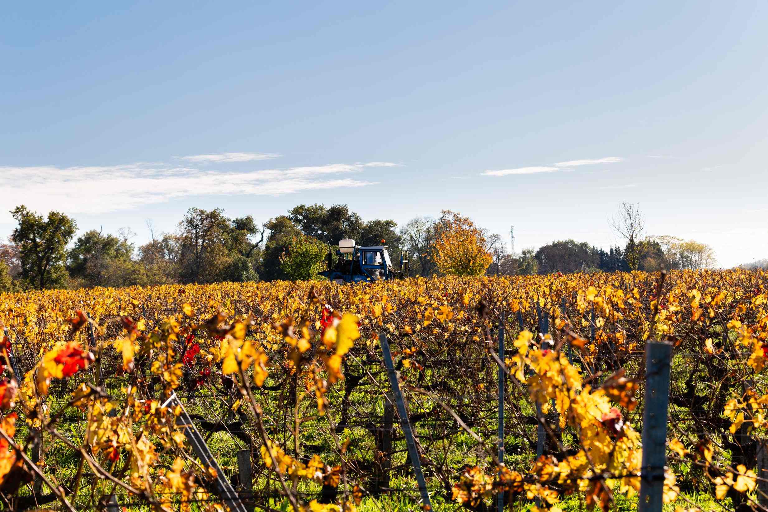 Domaine