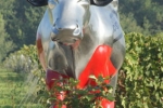 Château Pomeys - Vache Déco