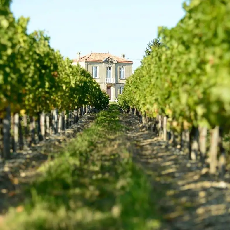 Château Haut-Canteloup — photo 3